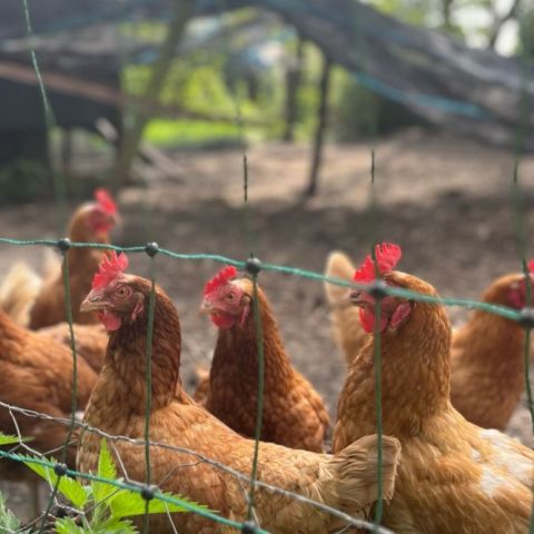 De boerderij 